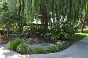 Weeping willow in outdoor area