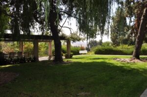 Outdoor seating area with shady grass lawn