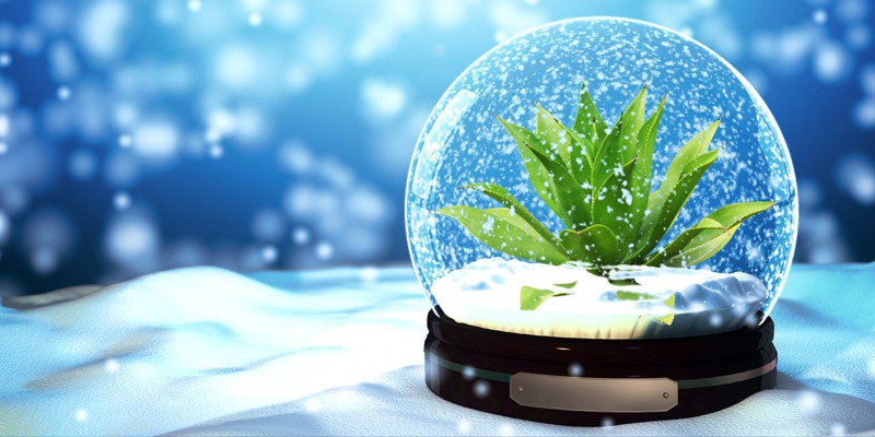 Snow globe with cactus plant inside